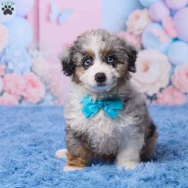Banjo, Mini Aussiedoodle Puppy